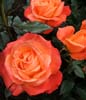 Sam McGredy Rose